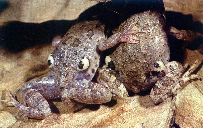 False-eyed Frogs (Physalaemus nattereri) {!--네눈개구리(남아메리카)-->; DISPLAY FULL IMAGE.