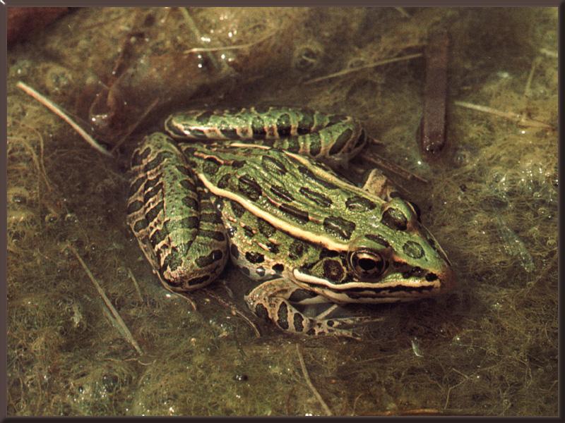 Northern Leopard Frog (Rana pipiens) {!--표범개구리(미국)-->; DISPLAY FULL IMAGE.