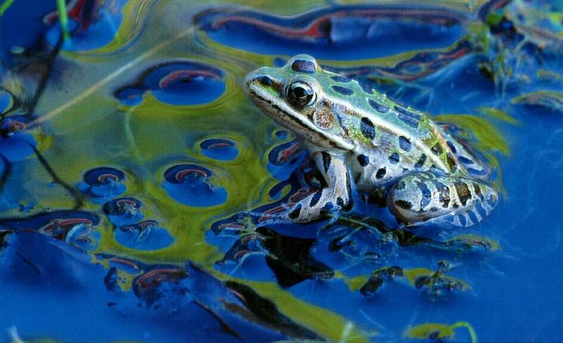 Northern Leopard Frog (Rana pipiens) {!--표범개구리(미국)-->; DISPLAY FULL IMAGE.