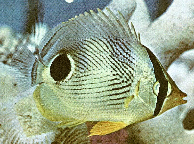Foureye Butterflyfish (Chaetodon capistratus) {!--네눈나비돔-->; DISPLAY FULL IMAGE.