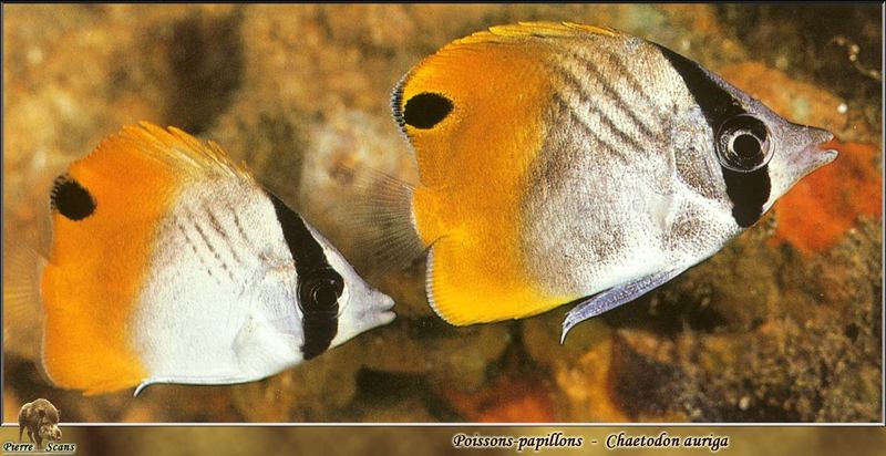 Threadfin Butterflyfish (Chaetodon auriga) {!--가시나비돔(가시나비고기)-->; DISPLAY FULL IMAGE.