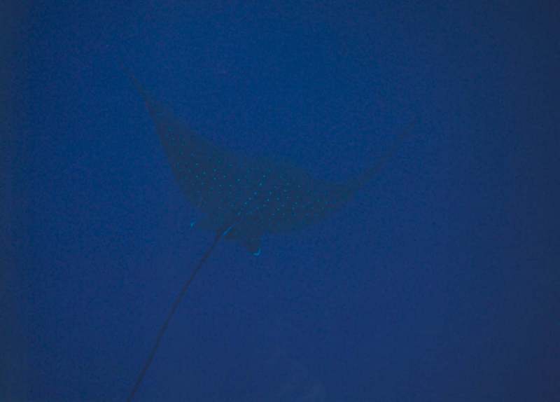 Spotted Eagle Ray (Aetobatus narinari) {!--얼룩매가오리-->; DISPLAY FULL IMAGE.