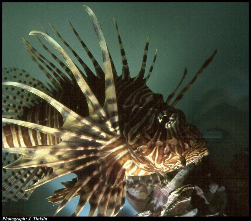 Lionfish (Scorpaenidae) {!--쏠배감펭류-->; DISPLAY FULL IMAGE.