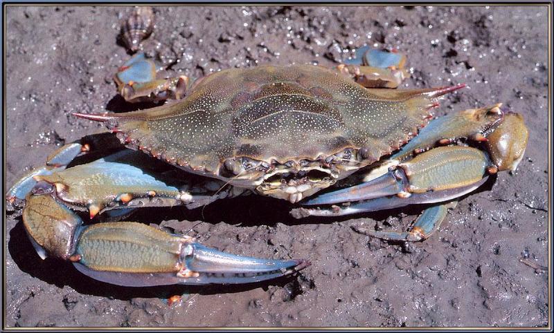 Blue Crab; DISPLAY FULL IMAGE.