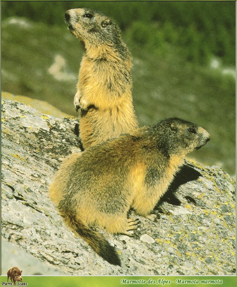 Alpine Marmot (Marmota marmota) {!--알프스마못(알프스마모트)-->; DISPLAY FULL IMAGE.