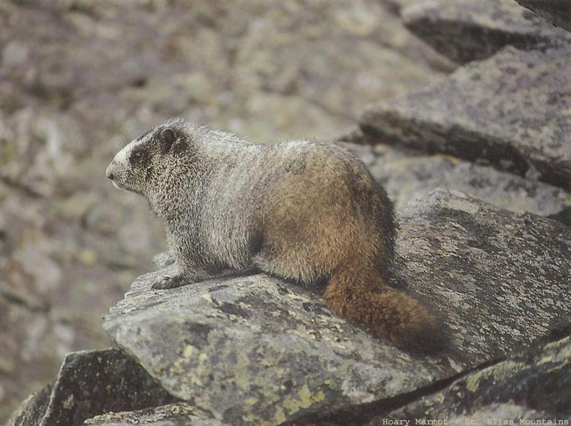 Hoary Marmot (Marmota caligata) {!--알락마모트-->; DISPLAY FULL IMAGE.