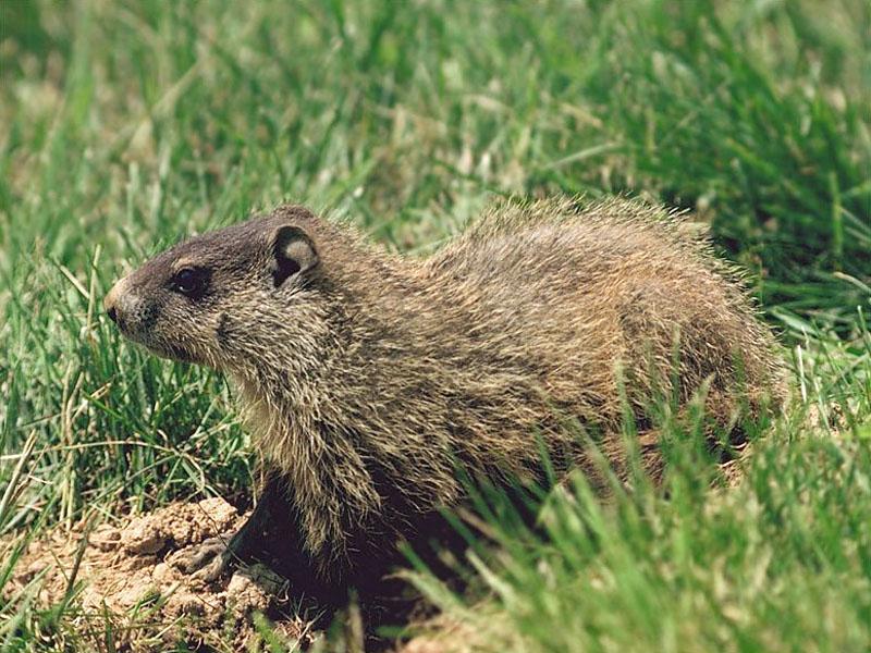 Woodchuck/Groundhog (Marmota monax) {!--북미마모트/우드척/그라운드혹-->; DISPLAY FULL IMAGE.