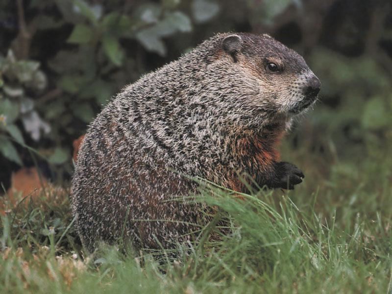 Woodchuck/Groundhog (Marmota monax) {!--북미마모트/우드척/그라운드혹-->; DISPLAY FULL IMAGE.