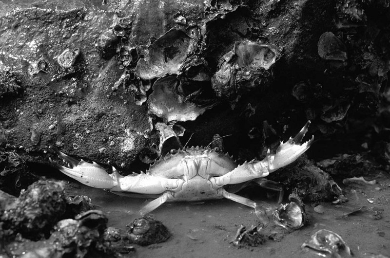 민꽃게 Charybdis japonica (Swimming Crab); DISPLAY FULL IMAGE.
