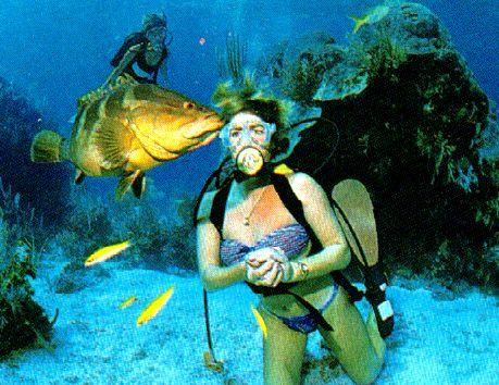spearfisherman angry giant grouper