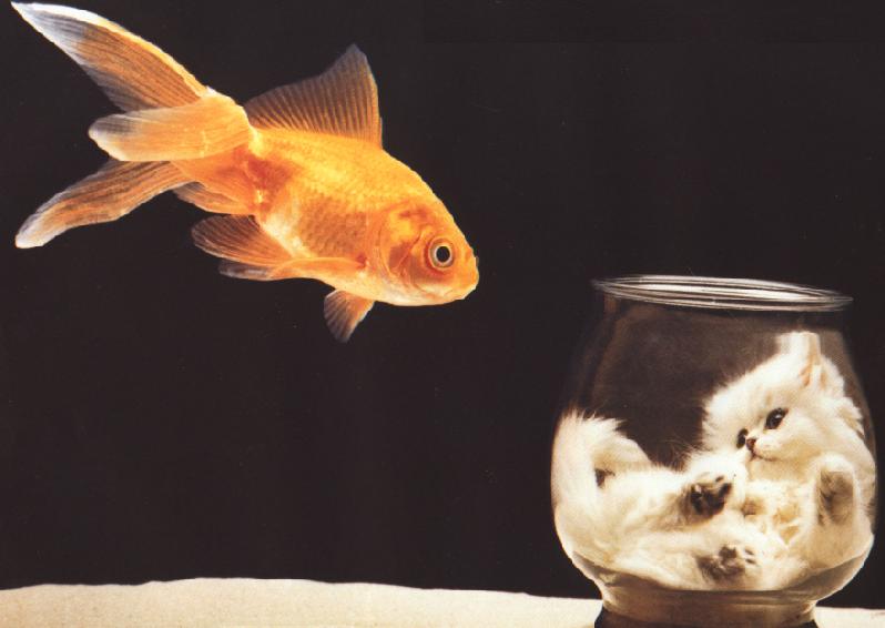Goldfish (Carassius auratus auratus) {!--금붕어-->; DISPLAY FULL IMAGE.