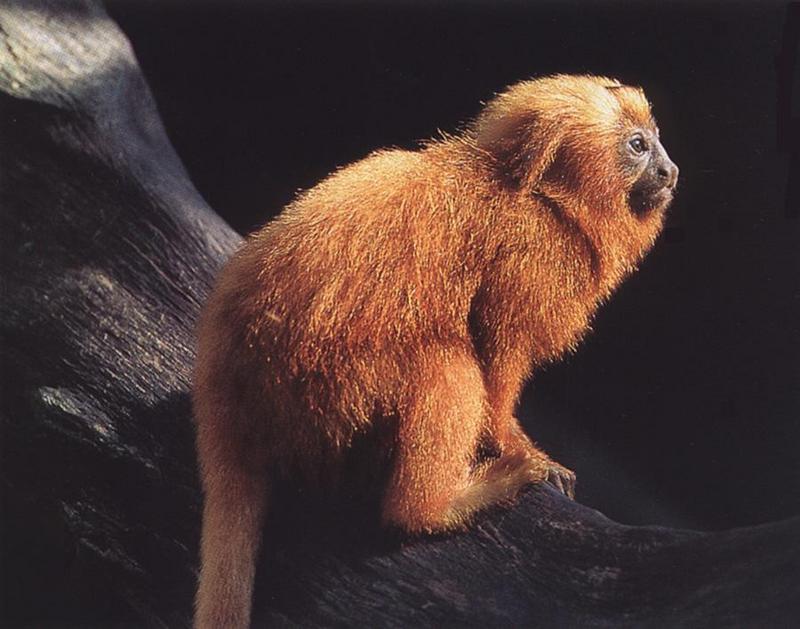 Golden Lion Tamarin (Leontopithecus rosalia) {!--황금사자비단원숭이-->; DISPLAY FULL IMAGE.
