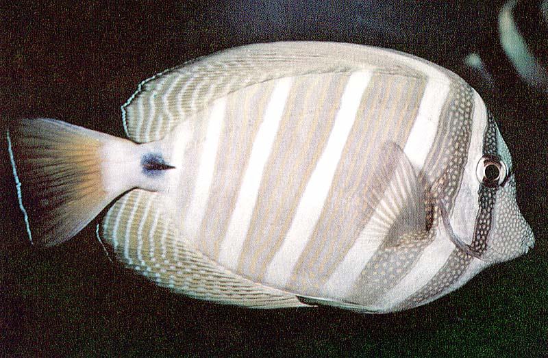 Sailfin Tang (Zebrasoma veliferum) {!--돛양쥐돔-->; DISPLAY FULL IMAGE.