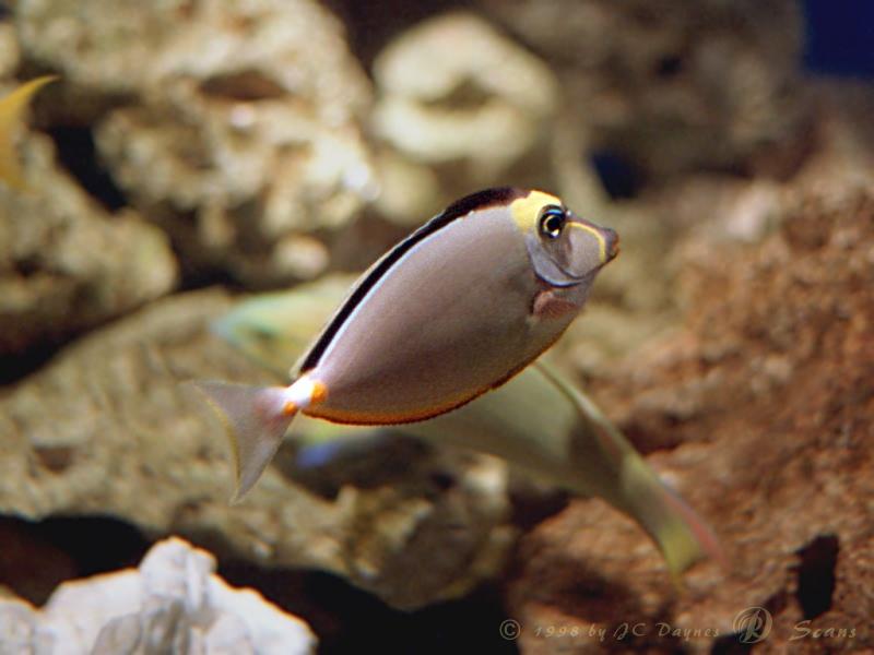 Naso Tang / Orangespine Unicornfish (Naso lituratus) {!--입술연지양쥐돔-->; DISPLAY FULL IMAGE.