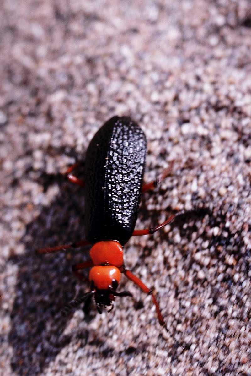Desert Blister Beetle (Lytta magister) {!--사막홍머리가뢰-->; DISPLAY FULL IMAGE.