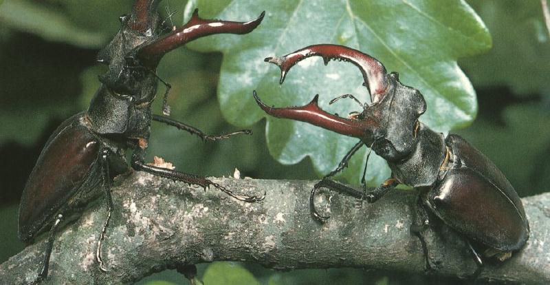 Stag Beetle (Lucanidae) {!--사슴벌레류-->; DISPLAY FULL IMAGE.