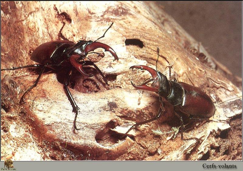 European Stag Beetle (Lucanus cervus) {!--유럽사슴벌레-->; DISPLAY FULL IMAGE.