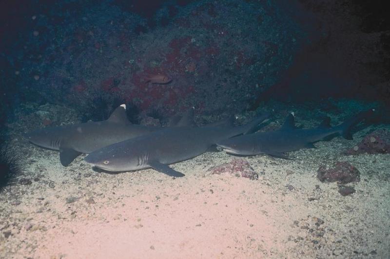 Whitetip Reef Shark (Triaenodon obesus) {!--백기암초상어-->; DISPLAY FULL IMAGE.