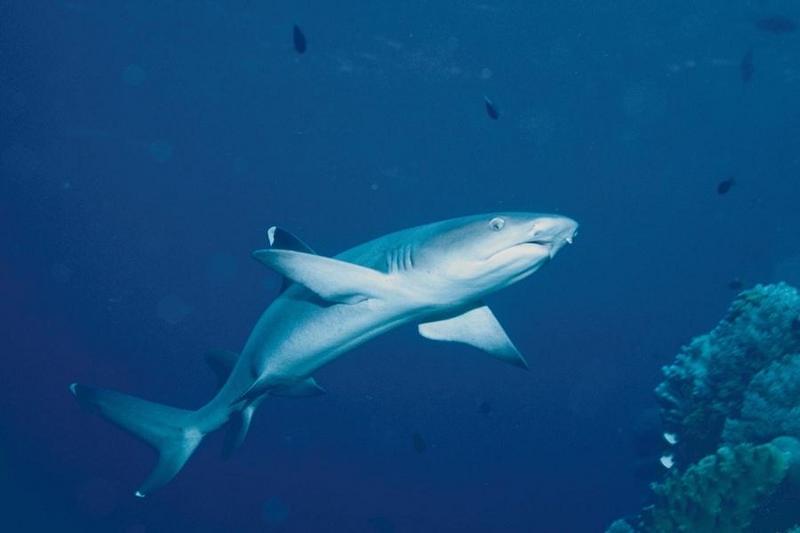 Whitetip Reef Shark (Triaenodon obesus) {!--백기암초상어-->; DISPLAY FULL IMAGE.