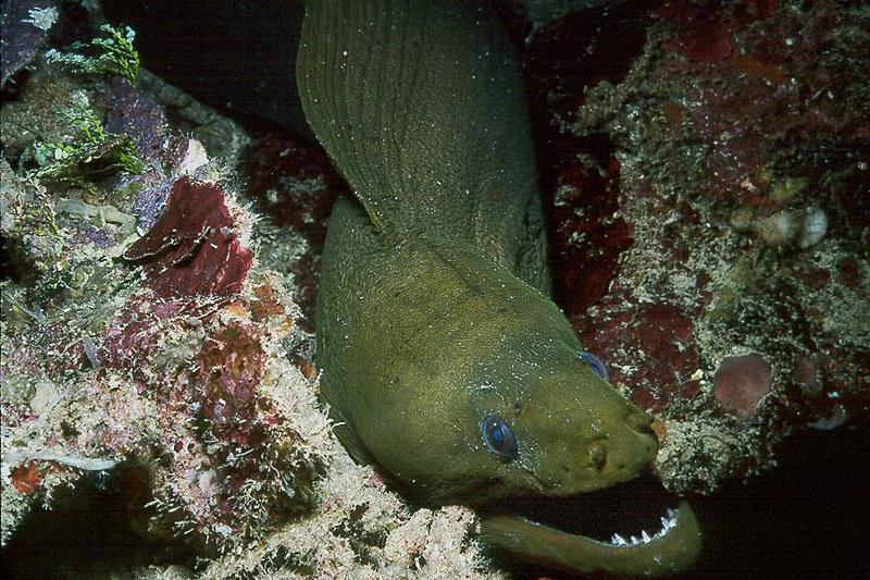 Green Moray Eel (Gymnothorax sp.) {!--곰치류-->; DISPLAY FULL IMAGE.