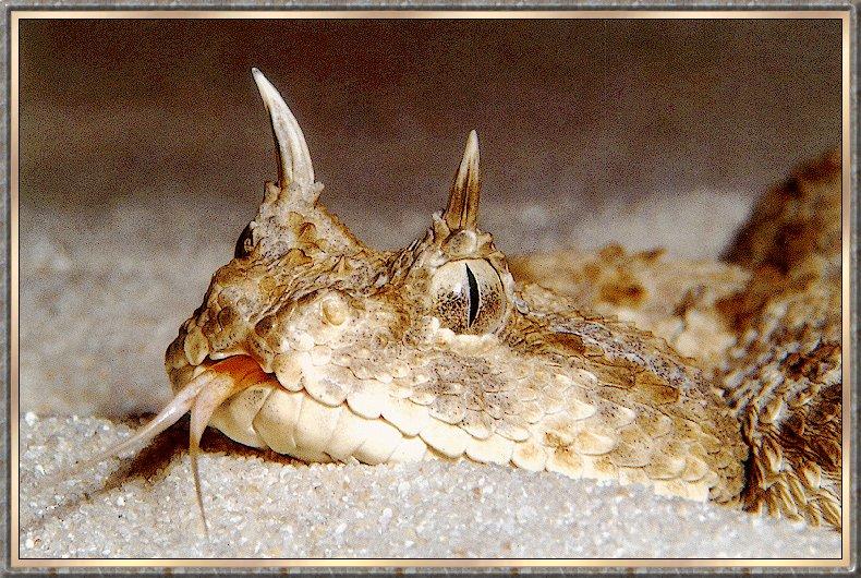 Horned Adder (Bitis caudalis) {!--뿔살모사-->; DISPLAY FULL IMAGE.