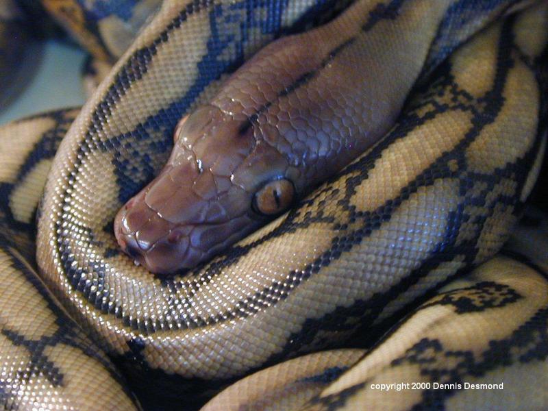 Reticulated Python (Python reticulatus) {!--왕비단뱀(그물무늬비단뱀, 동남아시아)-->; DISPLAY FULL IMAGE.
