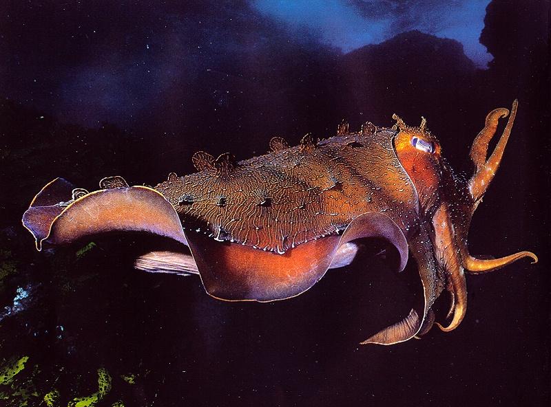 Giant Cuttlefish (Sepia apama) {!--큰갑오징어-->; DISPLAY FULL IMAGE.