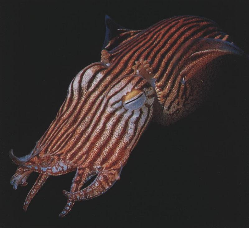 Cuttlefish (Sepiidae) {!--갑오징어류(갑오징어과)-->; DISPLAY FULL IMAGE.