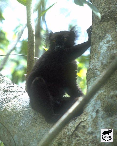 Black Lemur (Eulemur macaco) {!--검은여우원숭이-->; Image ONLY