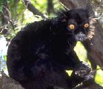 검은여우원숭이 (동물이름사전); Image ONLY