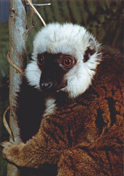 Brown Lemur subspecies) White-fronted Lemur (Eulemur fulvus ...