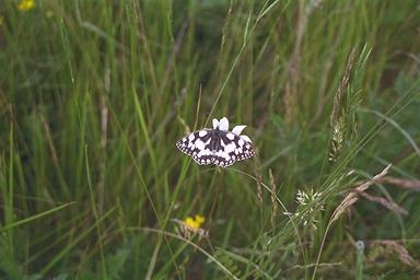 Marbled White Butterfly (Melanargia galathea) {!--뱀눈나비류(영국)-->; Image ONLY