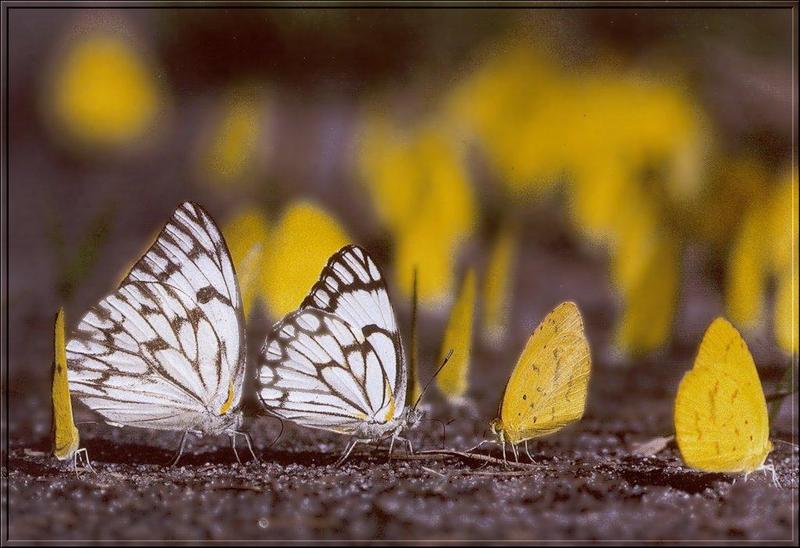 Butterfly (South Africa); DISPLAY FULL IMAGE.