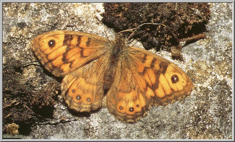 Wall Brown Butterfly (Lasiommata megera) {!--뱀눈나비과(유럽)-->; DISPLAY FULL IMAGE.