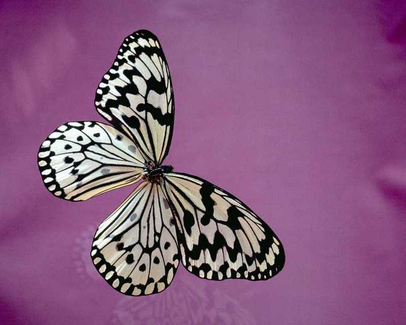 Tree Nymph Butterfly (Idea leuconoe) {!--왕얼룩나비(동남아시아)-->; DISPLAY FULL IMAGE.