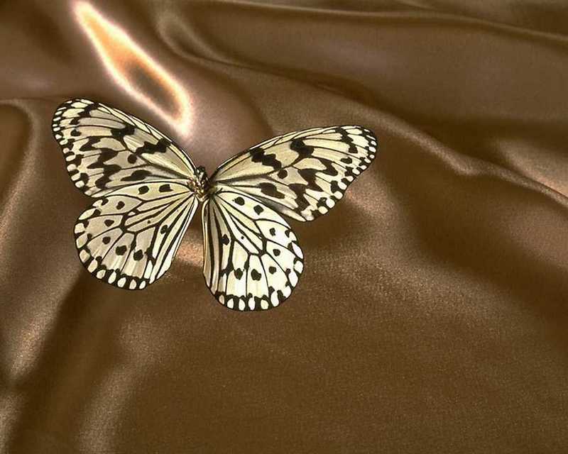Tree Nymph Butterfly (Idea leuconoe) {!--왕얼룩나비(동남아시아)-->; DISPLAY FULL IMAGE.