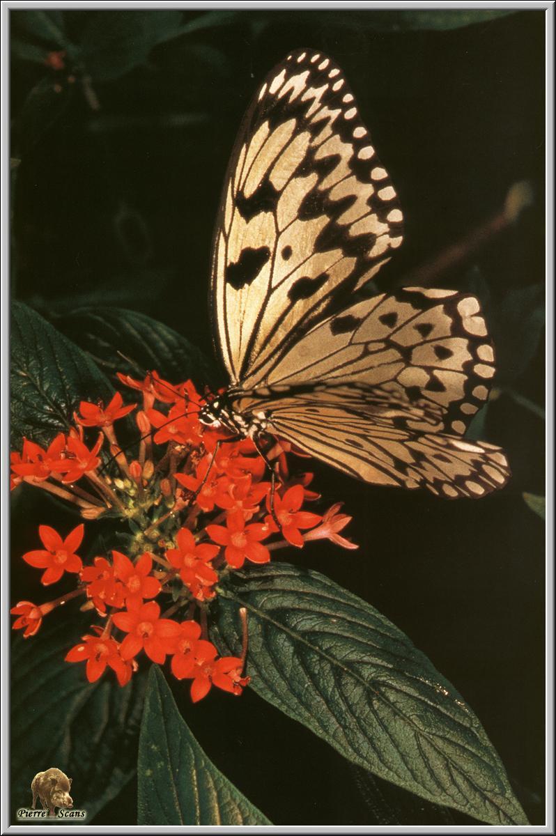 Large Tree Nymph Butterfly (Idea leuconoe) {!--왕얼룩나비(동남아시아)-->; DISPLAY FULL IMAGE.