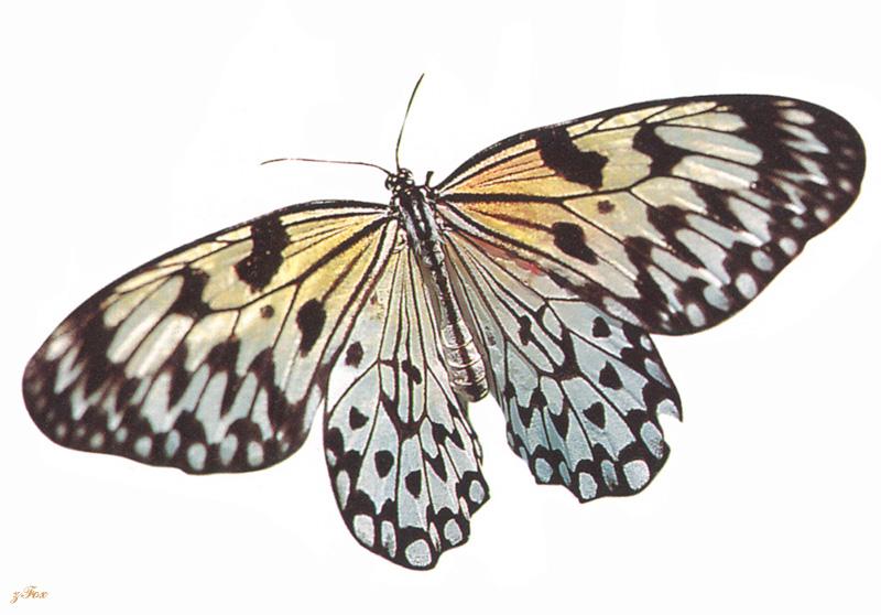 Large Tree Nymph Butterfly (Idea leuconoe) {!--왕얼룩나비(동남아시아)-->; DISPLAY FULL IMAGE.