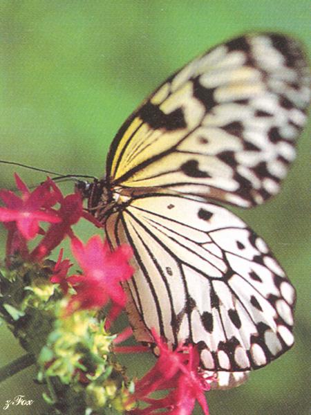 Tree Nymph Butterfly (Idea leuconoe) {!--왕얼룩나비(동남아시아)-->; Image ONLY