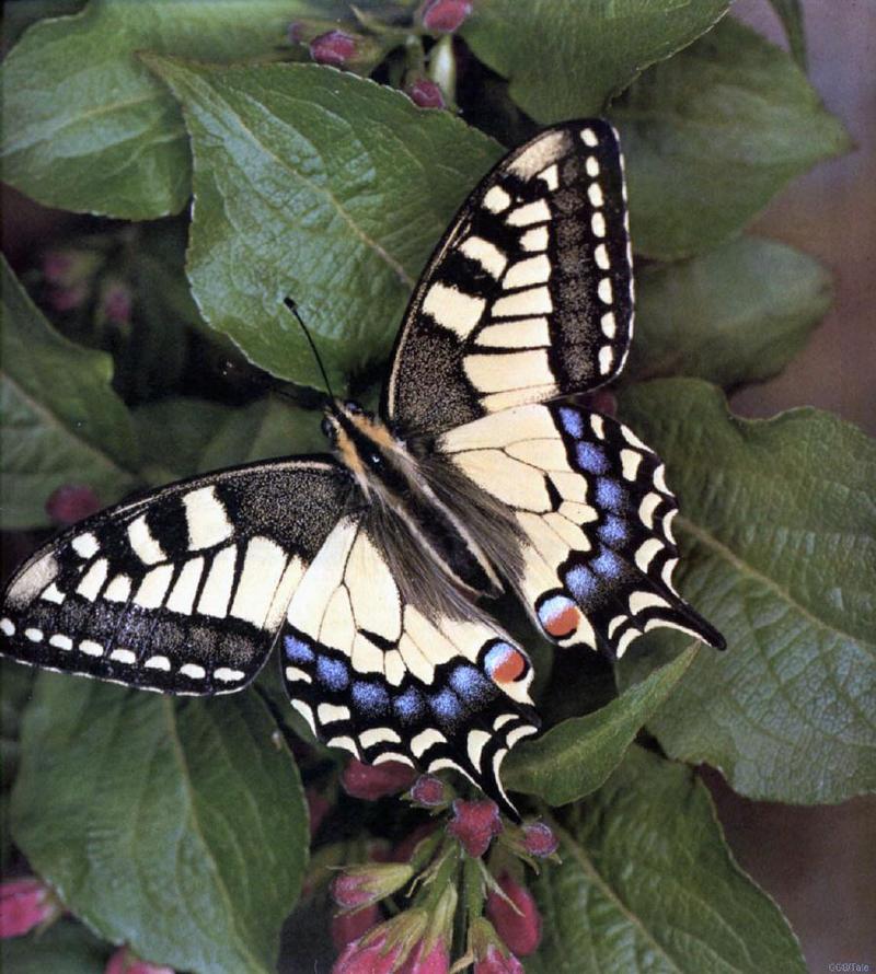 Swallowtail Butterfly (Papilionidae) {!--호랑나비과-->; DISPLAY FULL IMAGE.