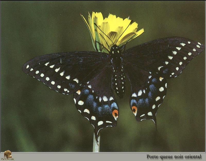 Black Swallowtail Butterfly (Papilio polyxenes) {!--호랑나비과(북아메리카)-->; DISPLAY FULL IMAGE.