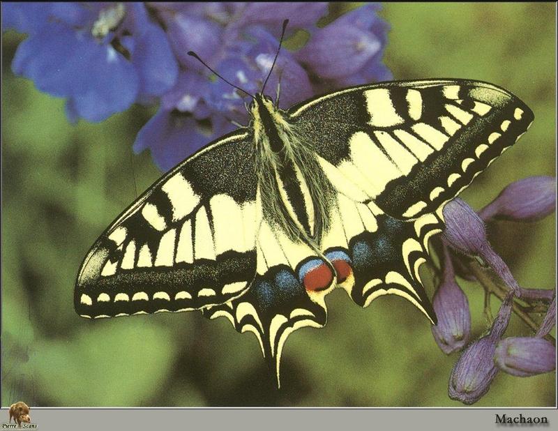 Common Swallowtail Butterfly (Papilio machaon) {!--산호랑나비(호랑나비과)-->; DISPLAY FULL IMAGE.