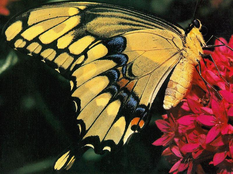 Common Swallowtail Butterfly (Papilio machaon) {!--산호랑나비(호랑나비과)-->; DISPLAY FULL IMAGE.