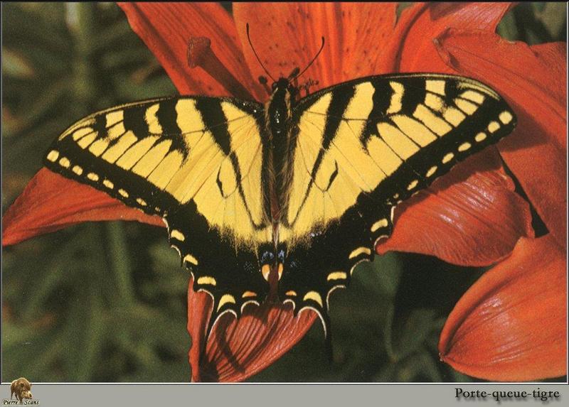 Eastern Tiger Swallowtail Butterfly (Papilio glaucus) {!--호랑나비과(북아메리카)-->; DISPLAY FULL IMAGE.