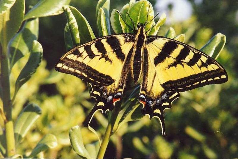 Western Tiger Swallowtail Butterfly (Papilio rutulus) {!--호랑나비과(북아메리카)-->; DISPLAY FULL IMAGE.