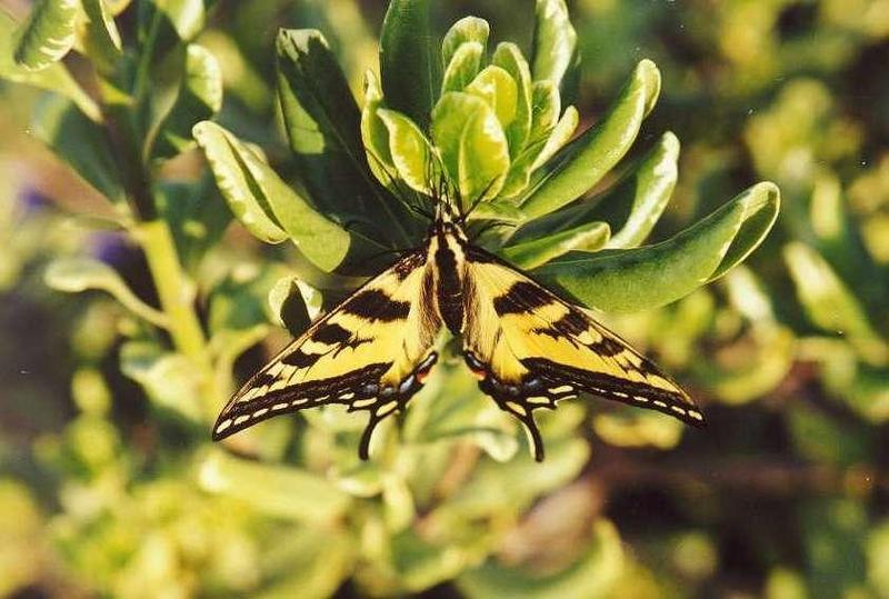 Western Tiger Swallowtail Butterfly (Papilio rutulus) {!--호랑나비과(북아메리카)-->; DISPLAY FULL IMAGE.