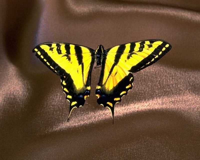 Tiger Swallowtail Butterfly (Papilio sp.) {!--호랑나비과(북아메리카)-->; DISPLAY FULL IMAGE.
