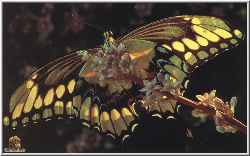 Giant Swallowtail Butterfly (Papilio cresphontes) {!--왕호랑나비(북아메리카)-->; DISPLAY FULL IMAGE.