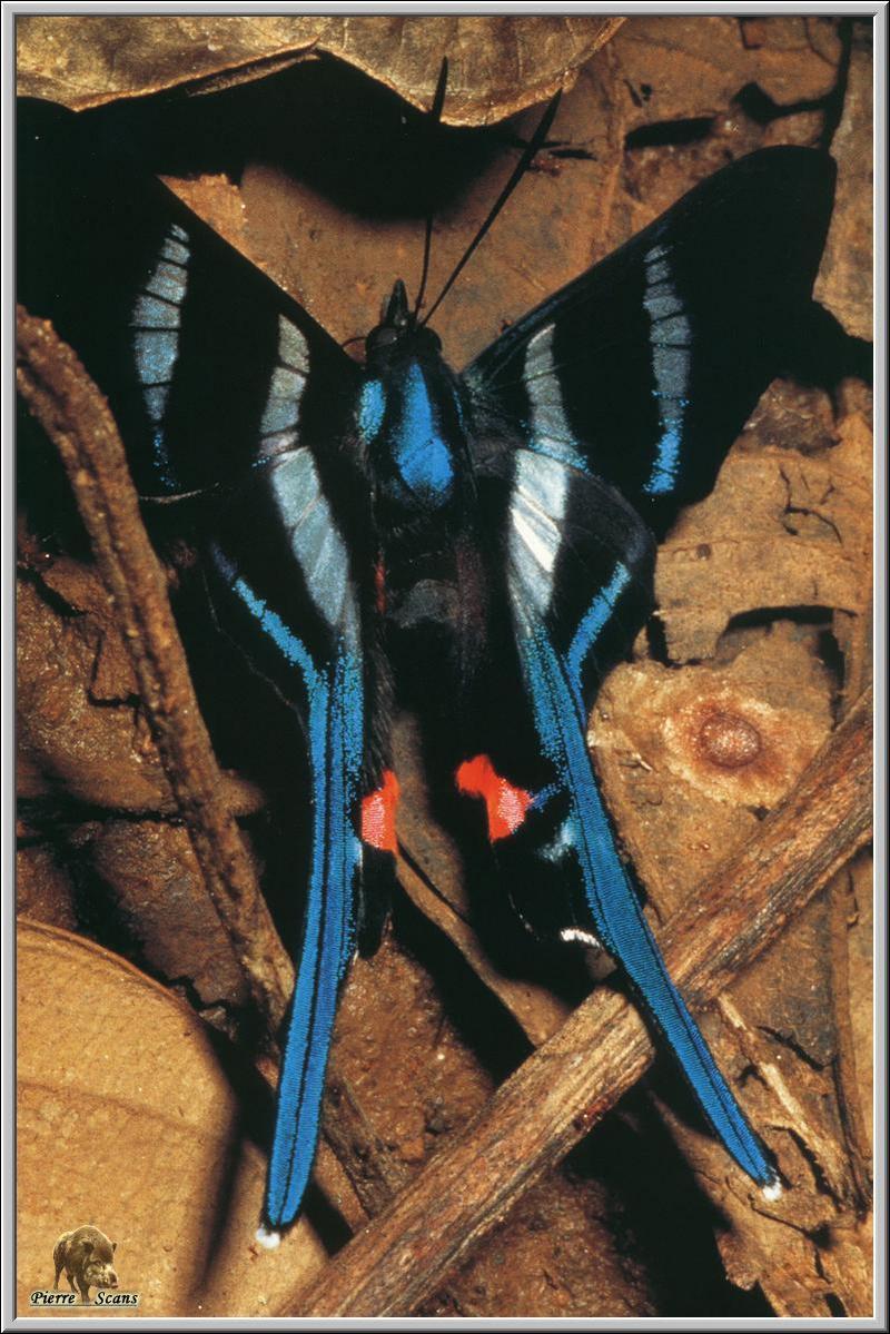 Arcius Swordtail / Sword-tailed Beautymark Butterfly (Rhetus arcius) {!--긴꼬리보석나비/부전네발나비과(아메리카)-->; DISPLAY FULL IMAGE.