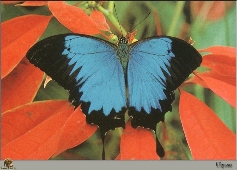 Ulysses Butterfly, Blue Mountain Swallowtail Butterfly (Papilio ulysses) {!--율리시즈청제비나비(호랑나비과, 호주/동남아시아)-->; DISPLAY FULL IMAGE.